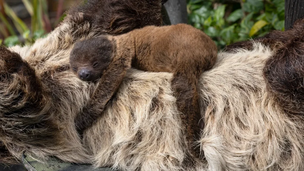 San Diego Zoo